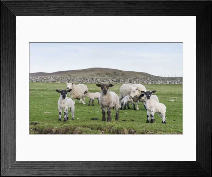Framed Print : DDE-90036197 Framed Print : DDE-90036197