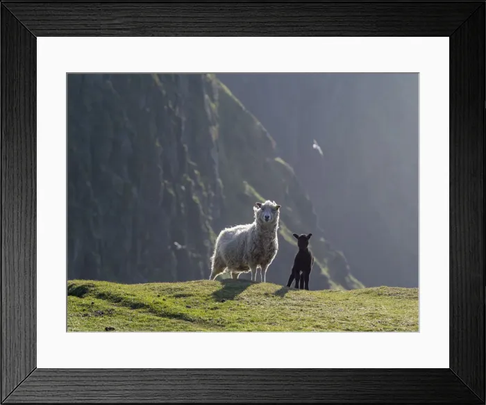 Framed Print : DDE-90036198 Framed Print : DDE-90036198