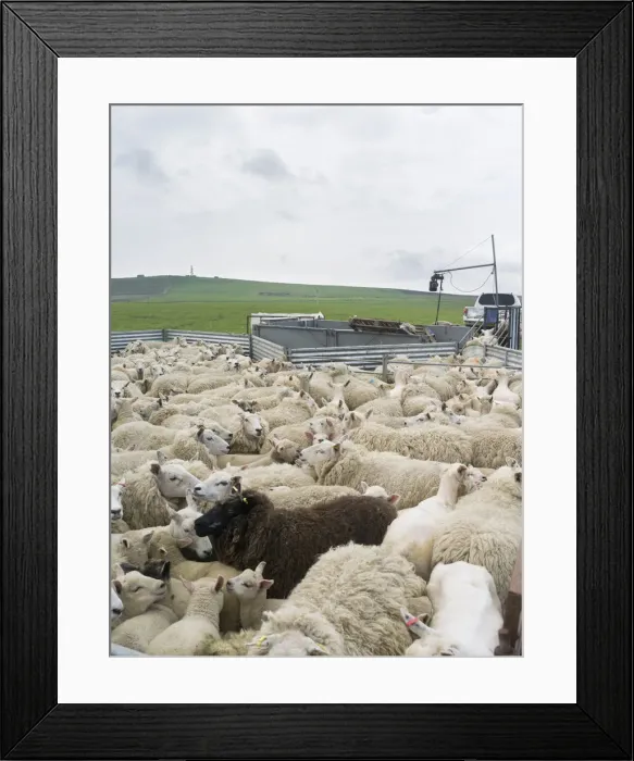 Framed Print : DDE-90036199 Framed Print : DDE-90036199