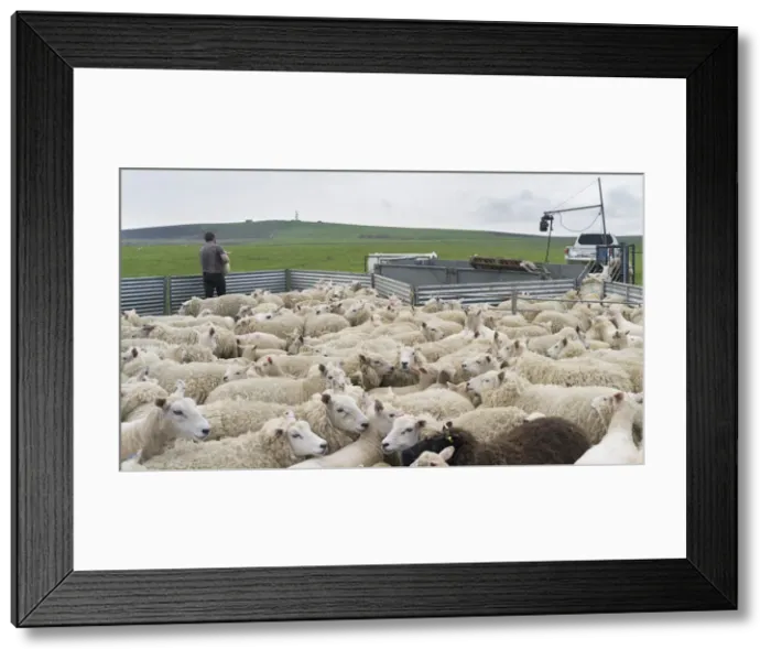 Framed Print : DDE-90036200 Framed Print : DDE-90036200