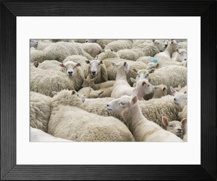 Framed Print : DDE-90036201