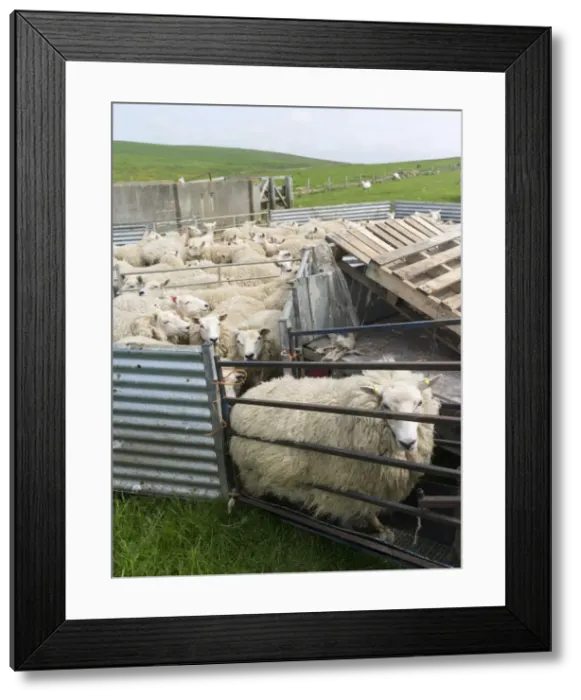 Framed Print : DDE-90036202