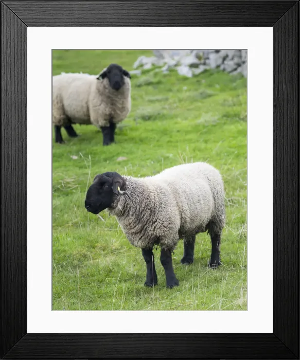 Framed Print : DDE-90036210 Framed Print : DDE-90036210