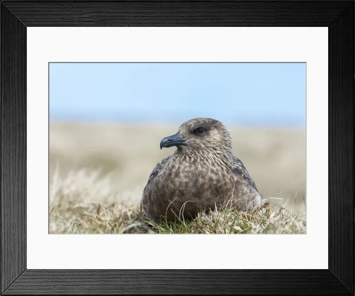 Framed Print : DDE-90036215