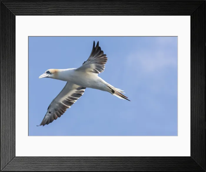 Framed Print : DDE-90036217 Framed Print : DDE-90036217