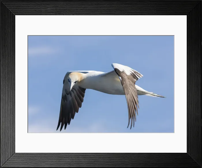 Framed Print : DDE-90036216 Framed Print : DDE-90036216