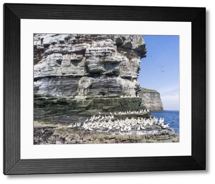 Framed Print : DDE-90036219 Framed Print : DDE-90036219