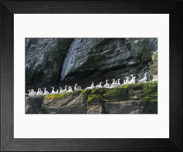 Framed Print : DDE-90036221 Framed Print : DDE-90036221