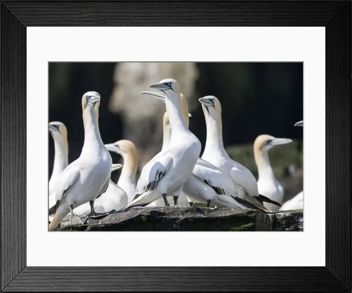 Framed Print : DDE-90036222 Framed Print : DDE-90036222