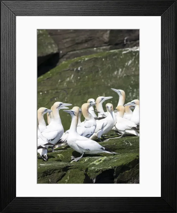 Framed Print : DDE-90036223