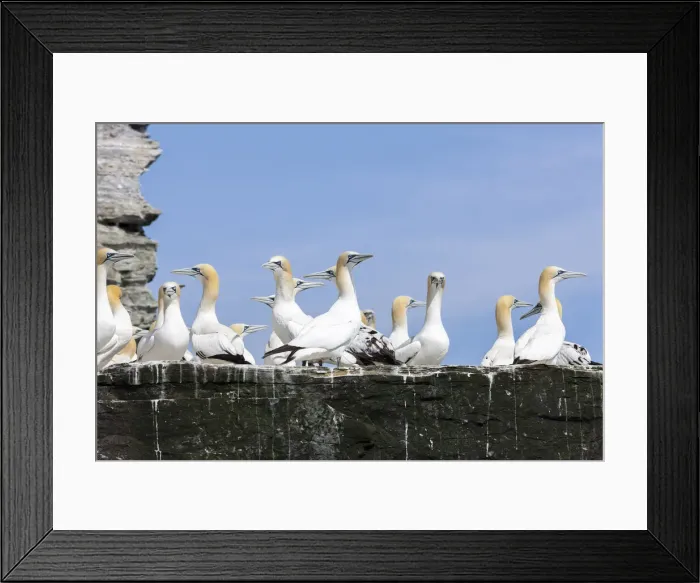 Framed Print : DDE-90036224 Framed Print : DDE-90036224