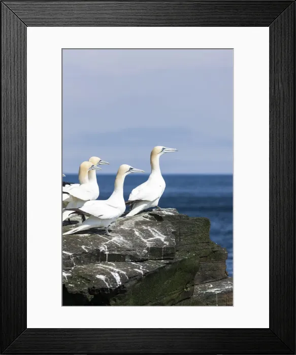 Framed Print : DDE-90036225 Framed Print : DDE-90036225