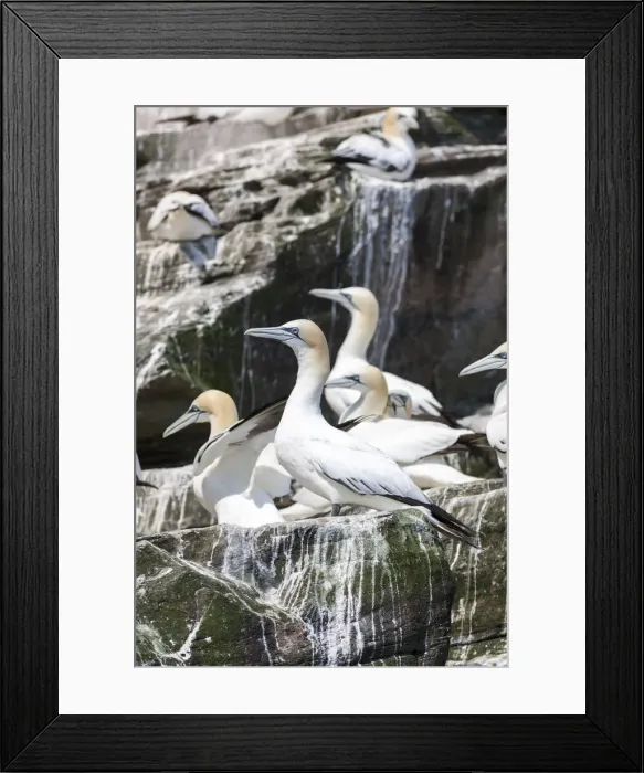 Framed Print : DDE-90036226 Framed Print : DDE-90036226