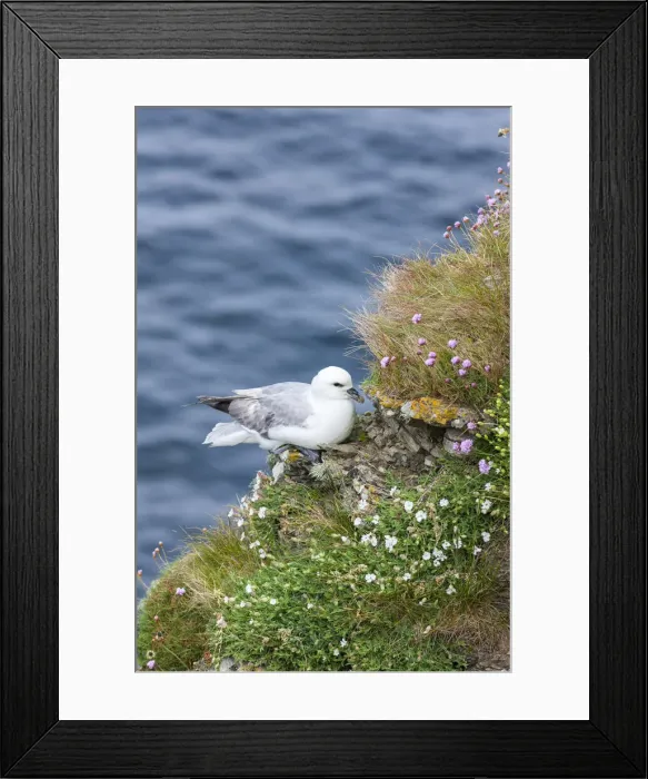 Framed Print : DDE-90036227