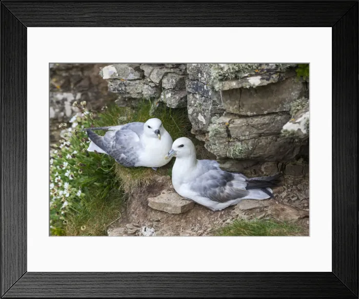 Framed Print : DDE-90036228 Framed Print : DDE-90036228