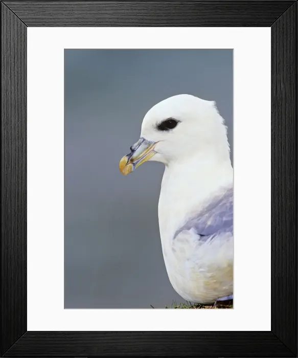 Framed Print : DDE-90036265