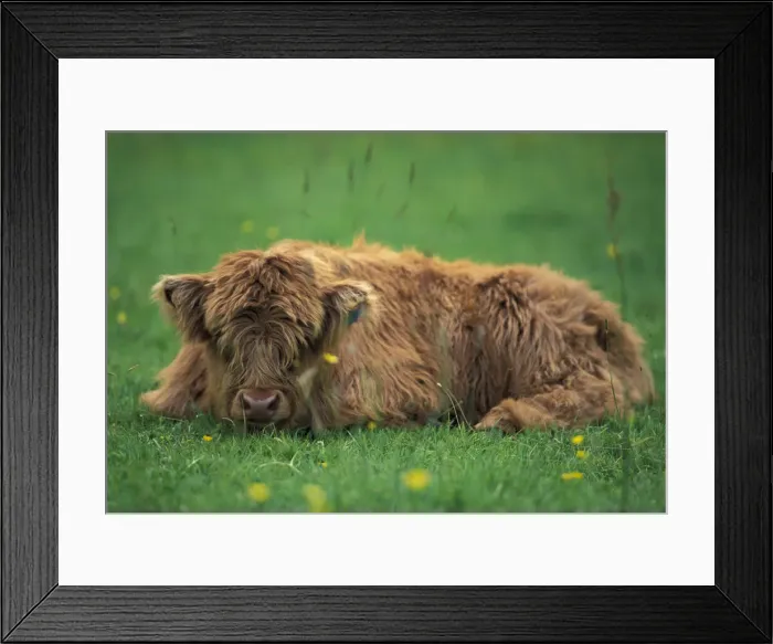 Framed Print : DDE-90036293 Framed Print : DDE-90036293