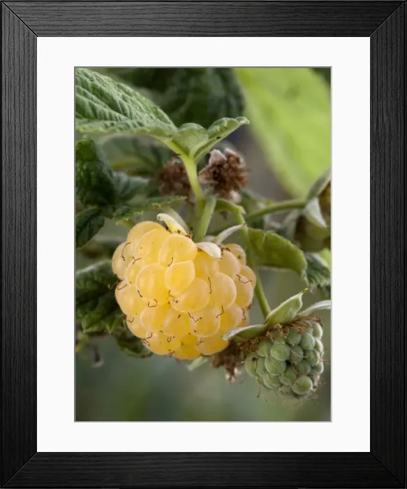 Framed Print : DDE-90036301 Framed Print : DDE-90036301