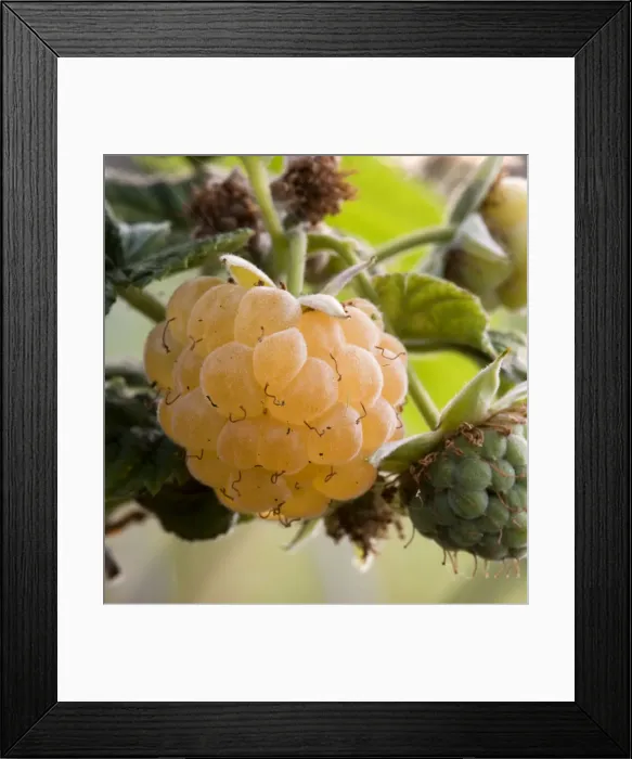 Framed Print : DDE-90036302 Framed Print : DDE-90036302
