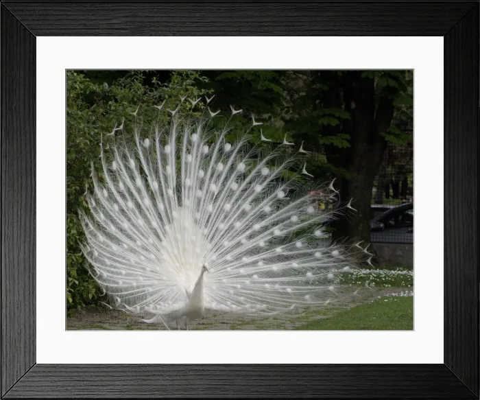 Framed Print : DDE-90036303