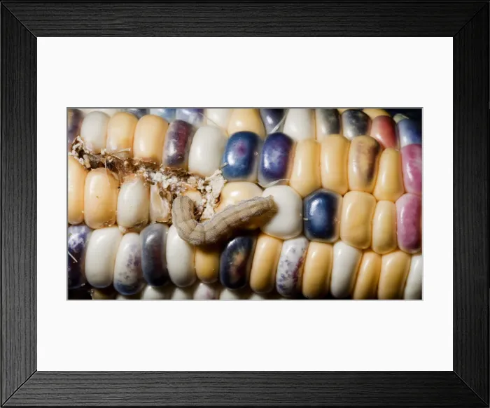 Framed Print : DDE-90036313 Framed Print : DDE-90036313