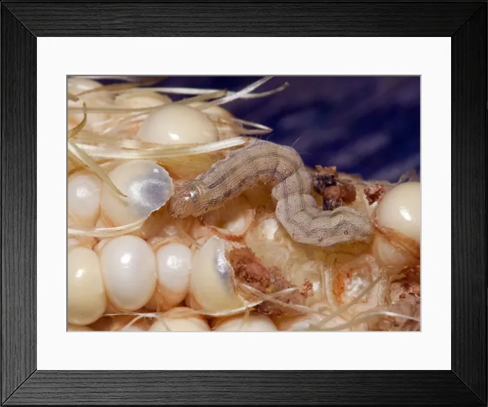 Framed Print : DDE-90036315 Framed Print : DDE-90036315