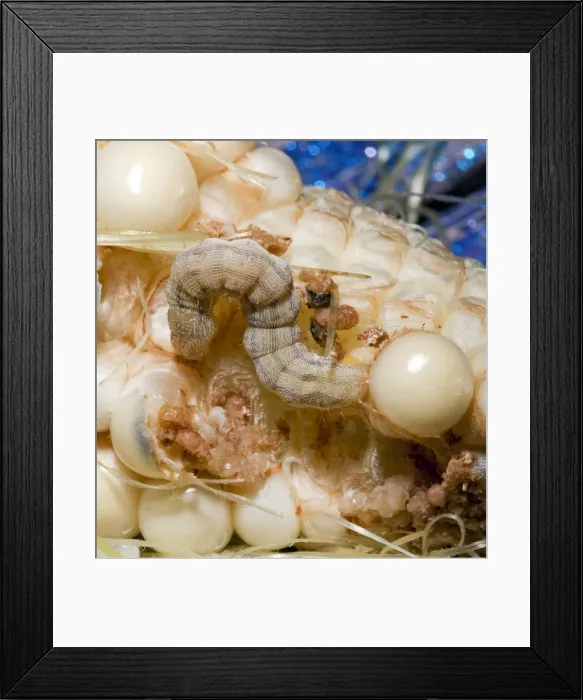 Framed Print : DDE-90036314 Framed Print : DDE-90036314