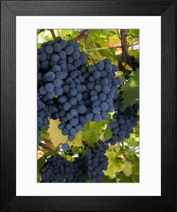 Framed Print : DDE-90036316