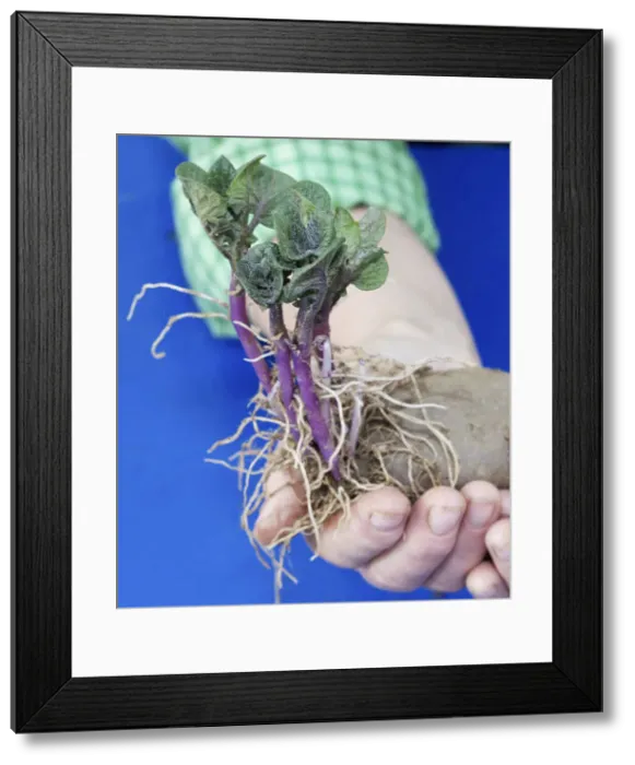 Framed Print : DDE-90036320 Framed Print : DDE-90036320