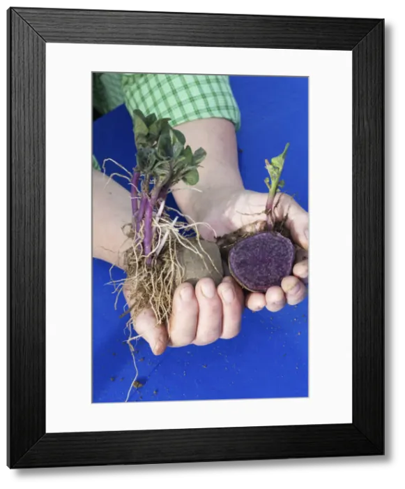 Framed Print : DDE-90036321 Framed Print : DDE-90036321