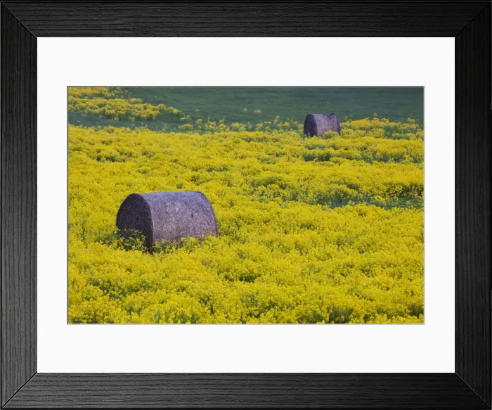 Framed Print : DDE-90036349