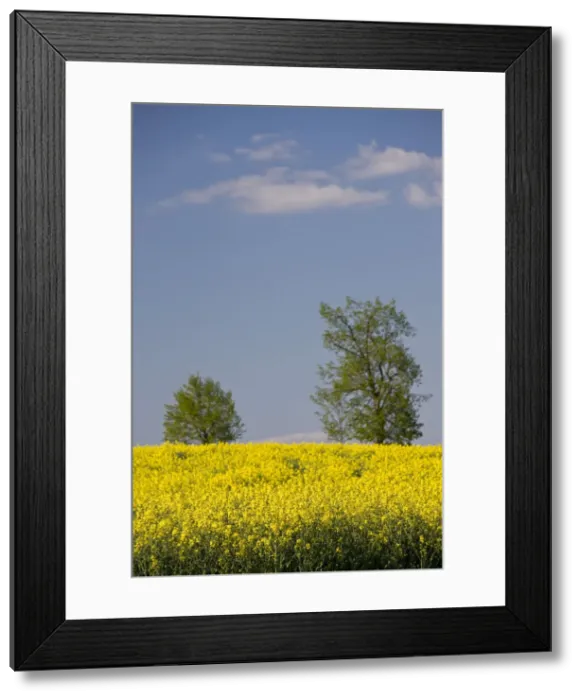 Framed Print : DDE-90036384 Framed Print : DDE-90036384