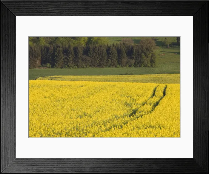 Framed Print : DDE-90036398 Framed Print : DDE-90036398