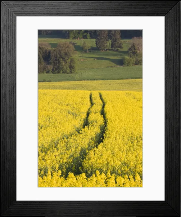 Framed Print : DDE-90036399 Framed Print : DDE-90036399