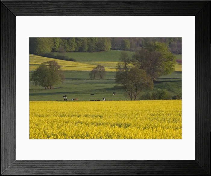 Framed Print : DDE-90036400 Framed Print : DDE-90036400