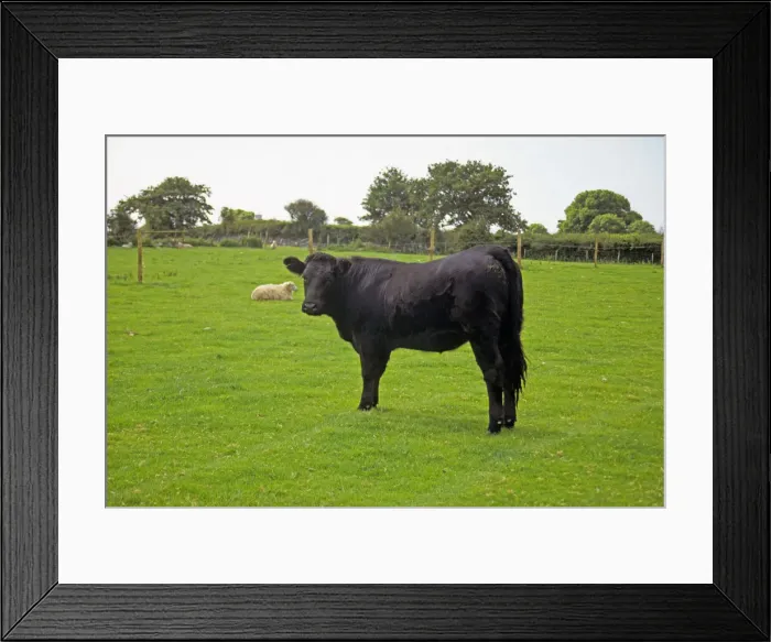 Framed Print : DDE-90036427
