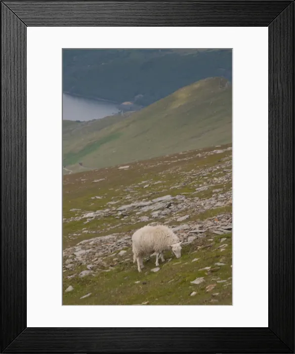Framed Print : DDE-90036438 Framed Print : DDE-90036438