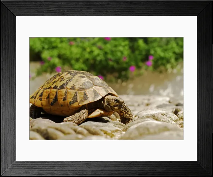 Framed Print : DDE-90036440 Framed Print : DDE-90036440