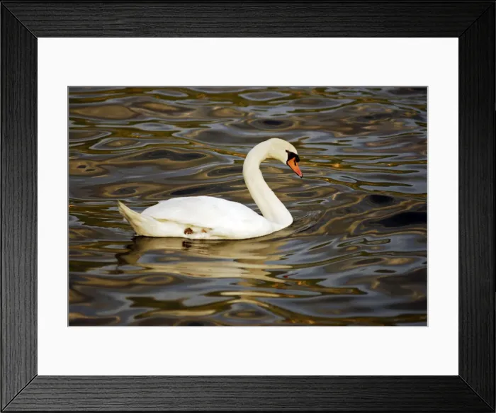 Framed Print : DDE-90036443 Framed Print : DDE-90036443