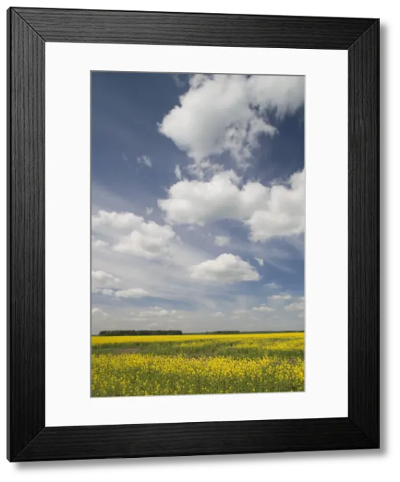 Framed Print : DDE-90036454 Framed Print : DDE-90036454