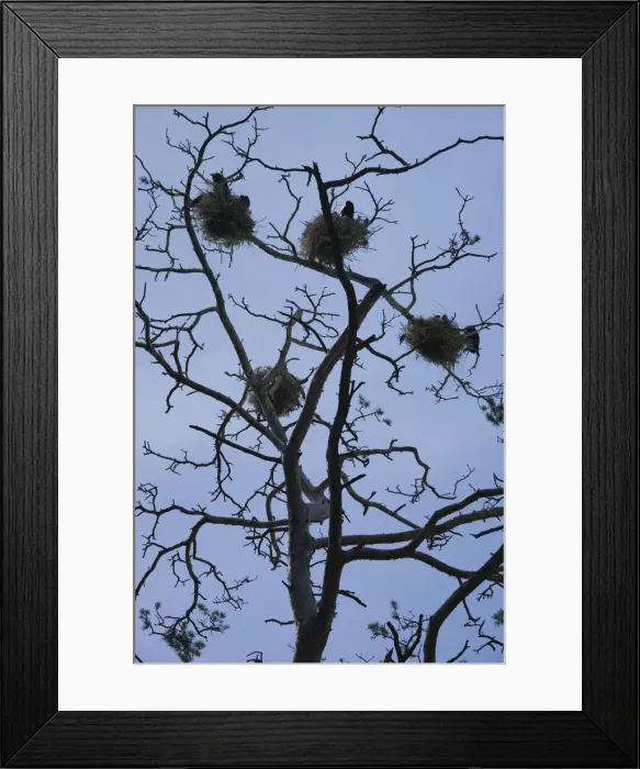 Framed Print : DDE-90036497 Framed Print : DDE-90036497