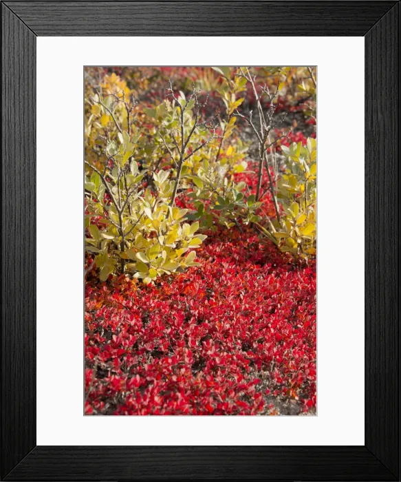 Framed Print : DDE-90036556 Framed Print : DDE-90036556