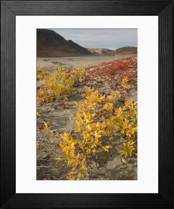 Framed Print : DDE-90036559
