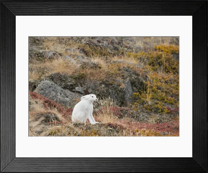 Framed Print : DDE-90036568