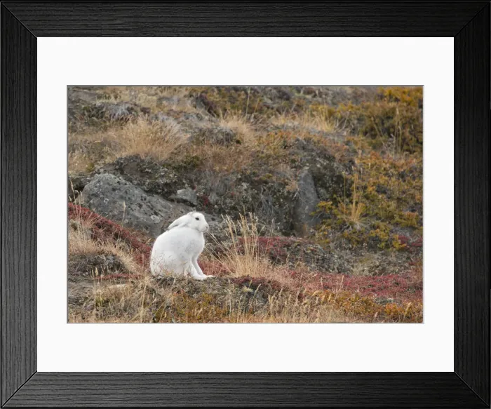 Framed Print : DDE-90036569 Framed Print : DDE-90036569