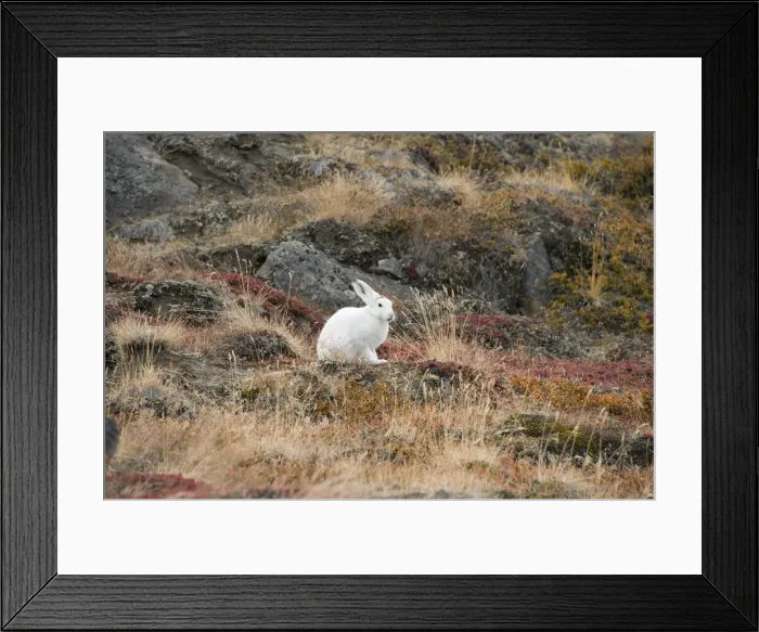 Framed Print : DDE-90036570 Framed Print : DDE-90036570