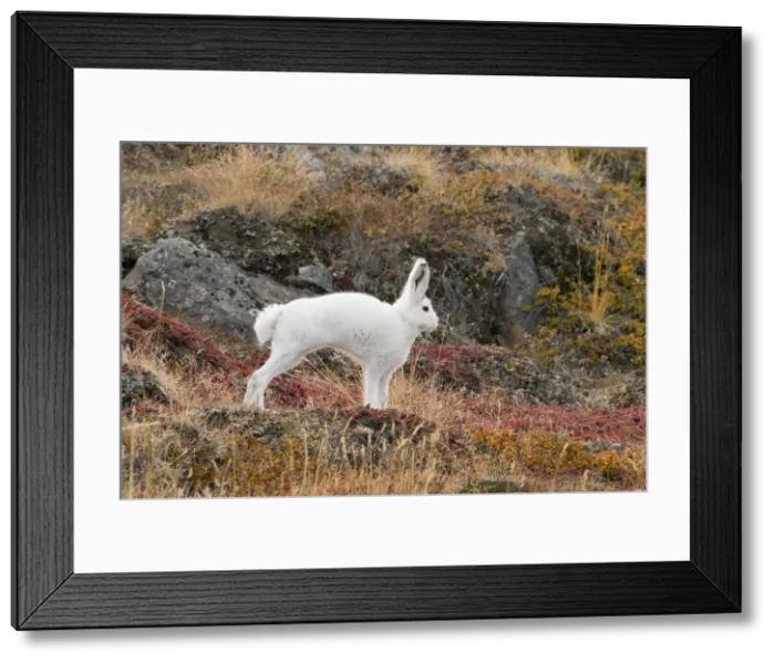Framed Print : DDE-90036571
