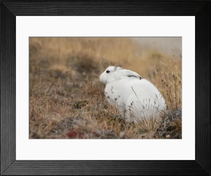 Framed Print : DDE-90036572 Framed Print : DDE-90036572