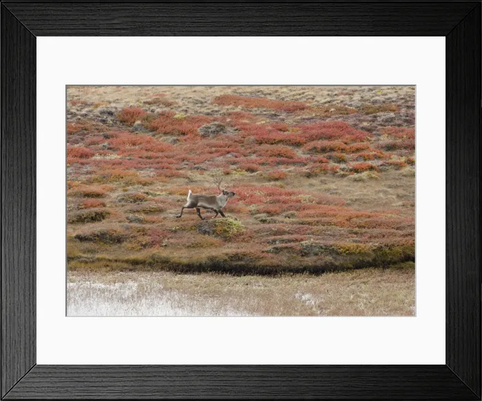 Framed Print : DDE-90036574 Framed Print : DDE-90036574