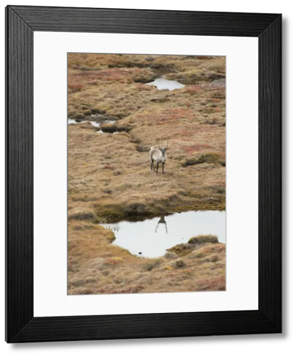Framed Print : DDE-90036575 Framed Print : DDE-90036575